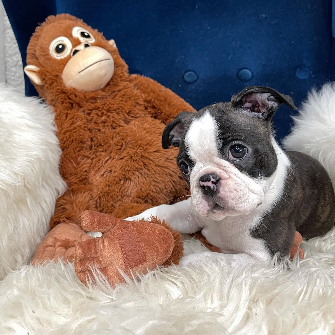 Boston Terrier